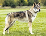 чехословацкая волчья собака